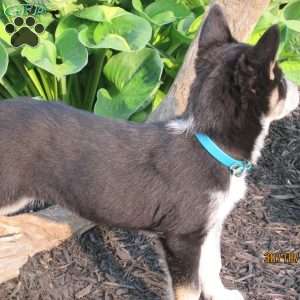 Carly, Siberian Husky Mix Puppy